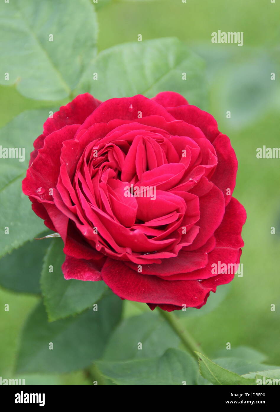 Rosa L D BRAITHWAITE, un rouge lumineux floribunda rose, la floraison en juin dans un jardin anglais Banque D'Images