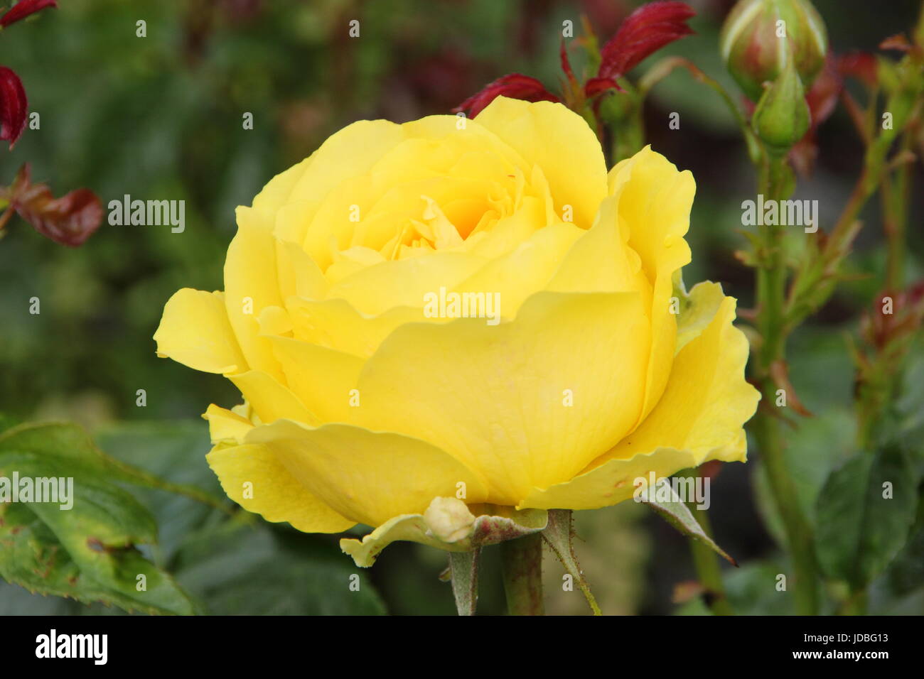 Rosa 'Summer Gold' rose, également appelé Rosa Eurostar, Rosa Rosa Yellowstone et Poulreb. Un parfumé, floribunda rose Floraison en juin, UK Banque D'Images