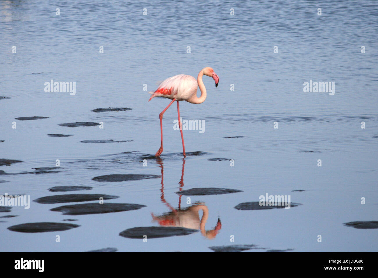 Flamant rose (Phoenicopterus) pataugeant dans la mer à Walvis Bay, Namibie, Afrique. Banque D'Images