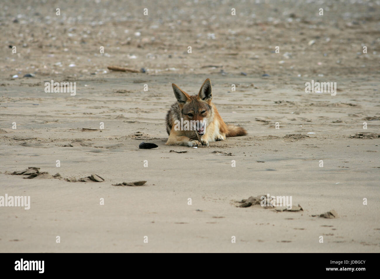 Un chacal à dos noir sauvage (canis mesomelas) chasse, près de Pelican Point sur la côte ouest de la Namibie, l'Afrique Banque D'Images