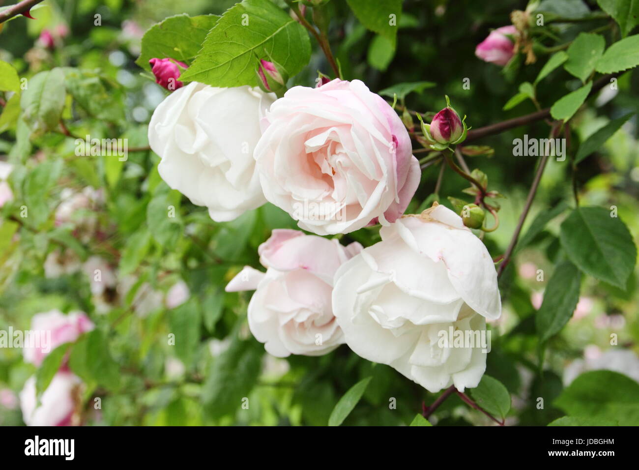 'Rose Blush Noisette' (noisette carness/rosa x noisettiana), parfumé, un rosier grimpant, la floraison dans un jardin anglais en été (juin), Banque D'Images
