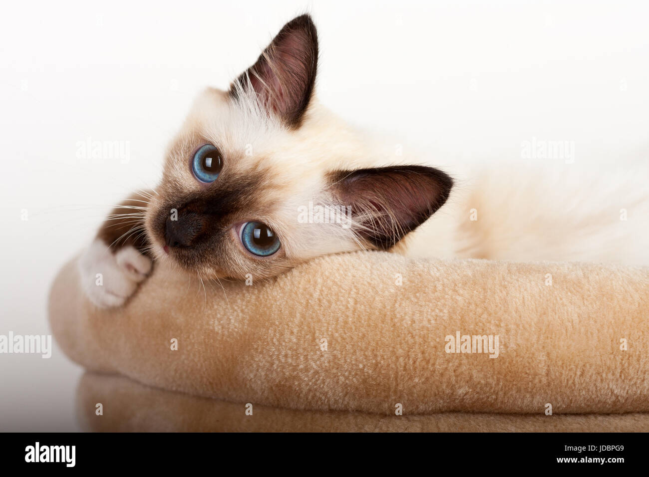 Un chat Birman seal point, 4 mois chaton, homme aux yeux bleus se trouvant sur cat scratching baril Banque D'Images