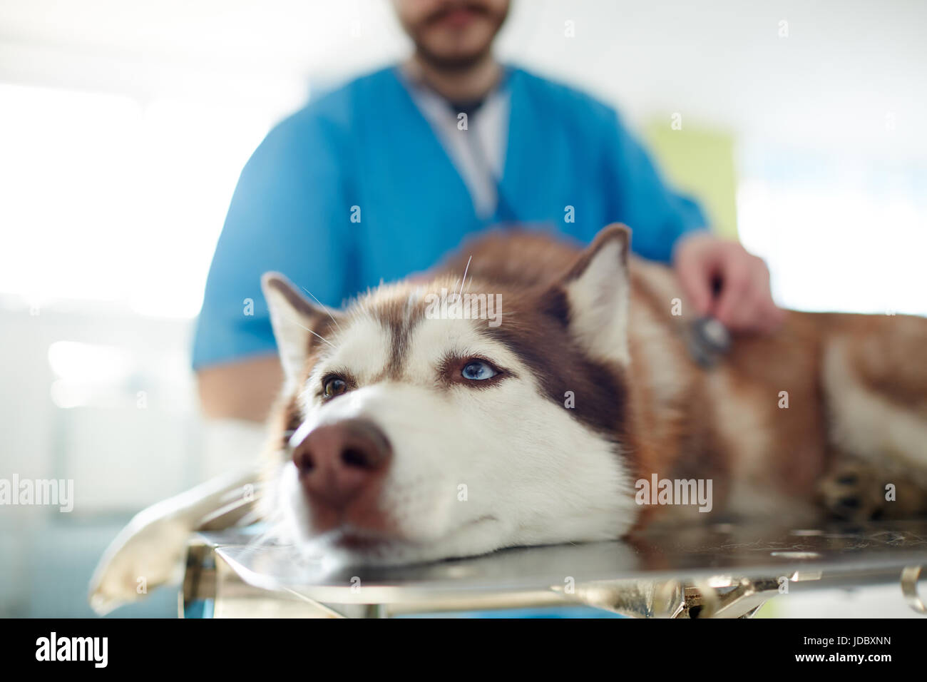 Ill husky Banque D'Images