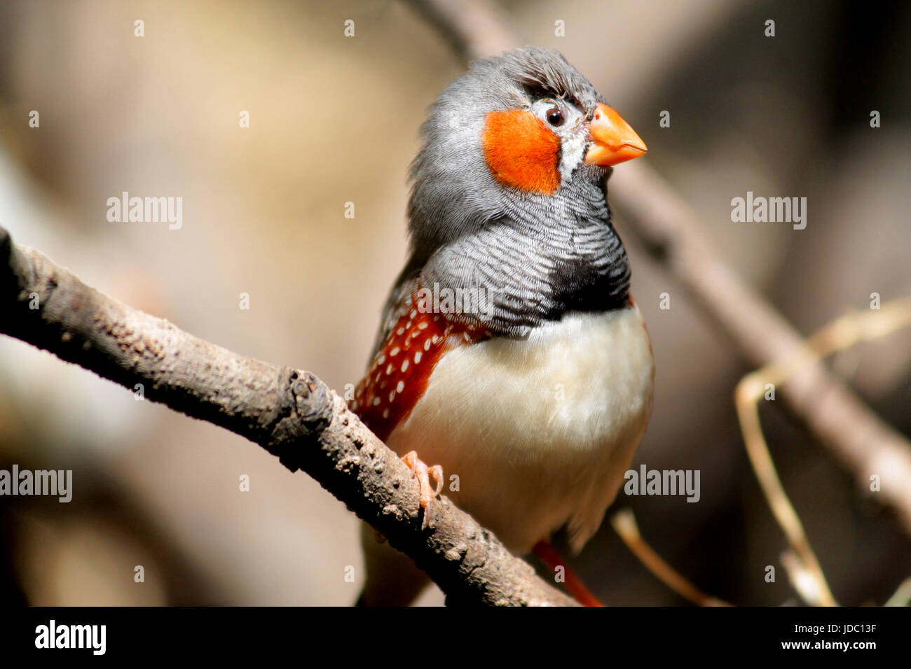 Un diamant mandarin australienne de chronobiologie et un organisme modèle en biologie se percher sur une branche d'arbre. Banque D'Images