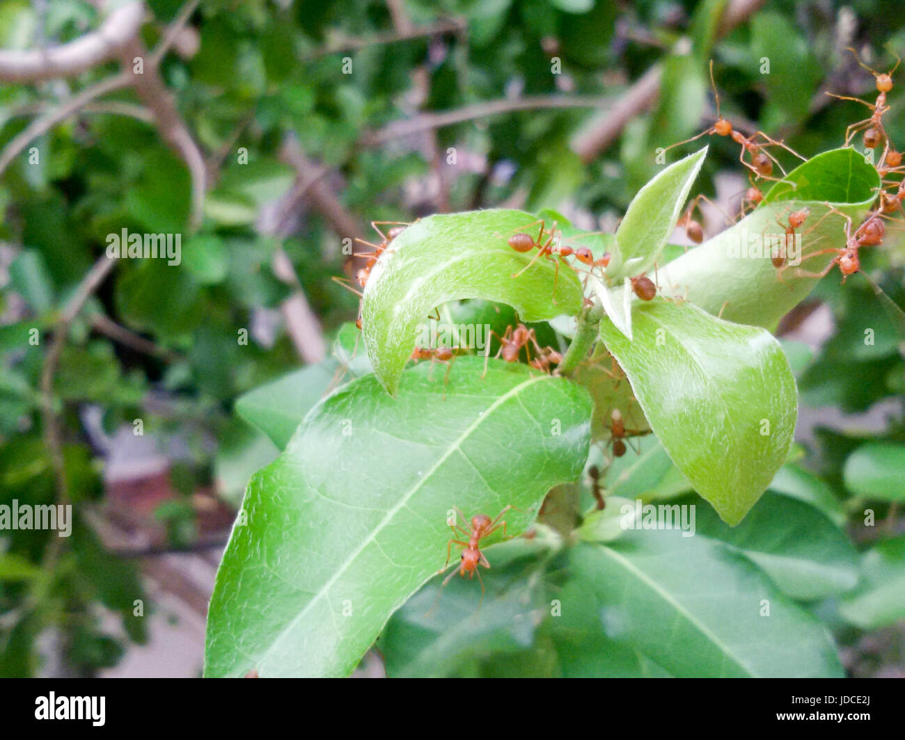 Les fourmis rouges travailler en équipe pour construire leur nid sur l'arbre. Les fourmis rouges d'équipe en pleine nature ou dans le jardin pour garder les fourmis. Banque D'Images