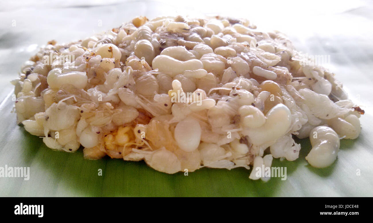 Oeufs de fourmis sur feuille de bananier. Bizarre food concept cuisine traditionnelle cuisine locale de la Thaïlande et du Laos.(la nourriture locale) Banque D'Images