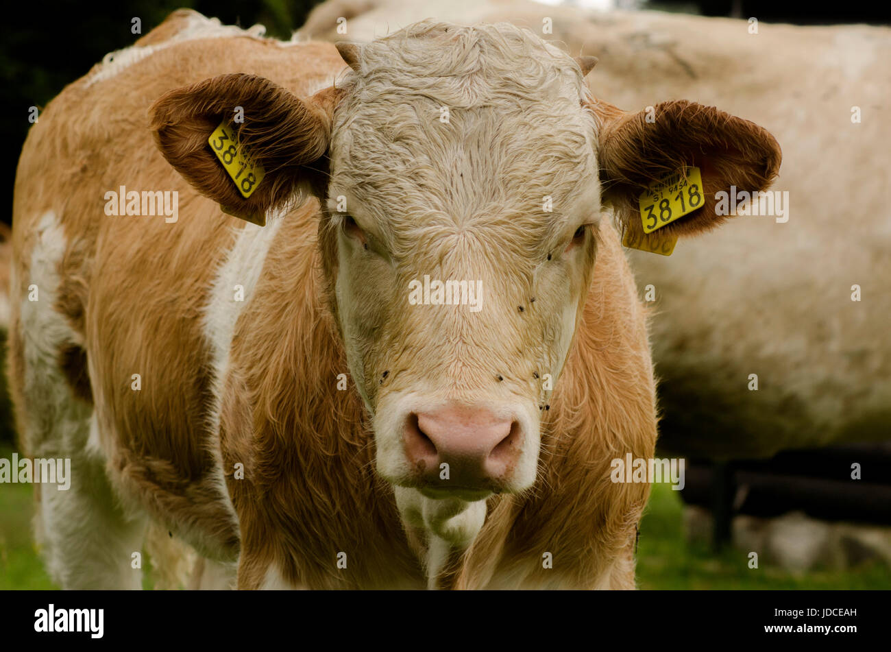 À la recherche de la vache folle Banque D'Images