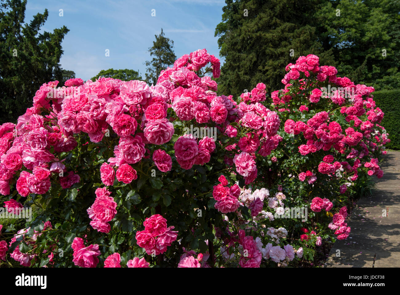 Jardin de roses en pleine floraison au Château de Belvoir, Leicestershire Angleterre UK Banque D'Images