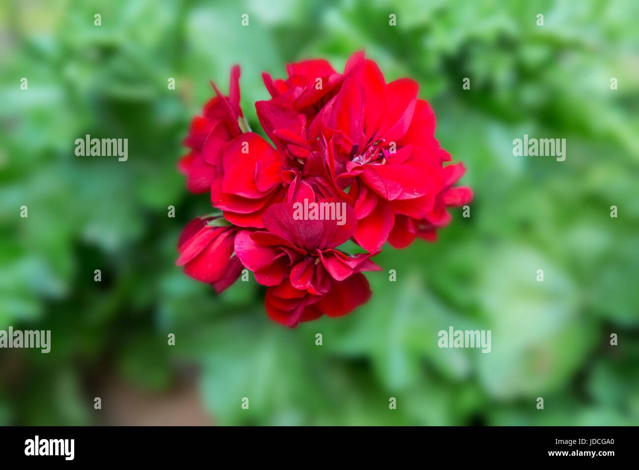 Géranium, Pélargonium Pelargonium zonale (hybride). Plante à fleurs rouges Banque D'Images