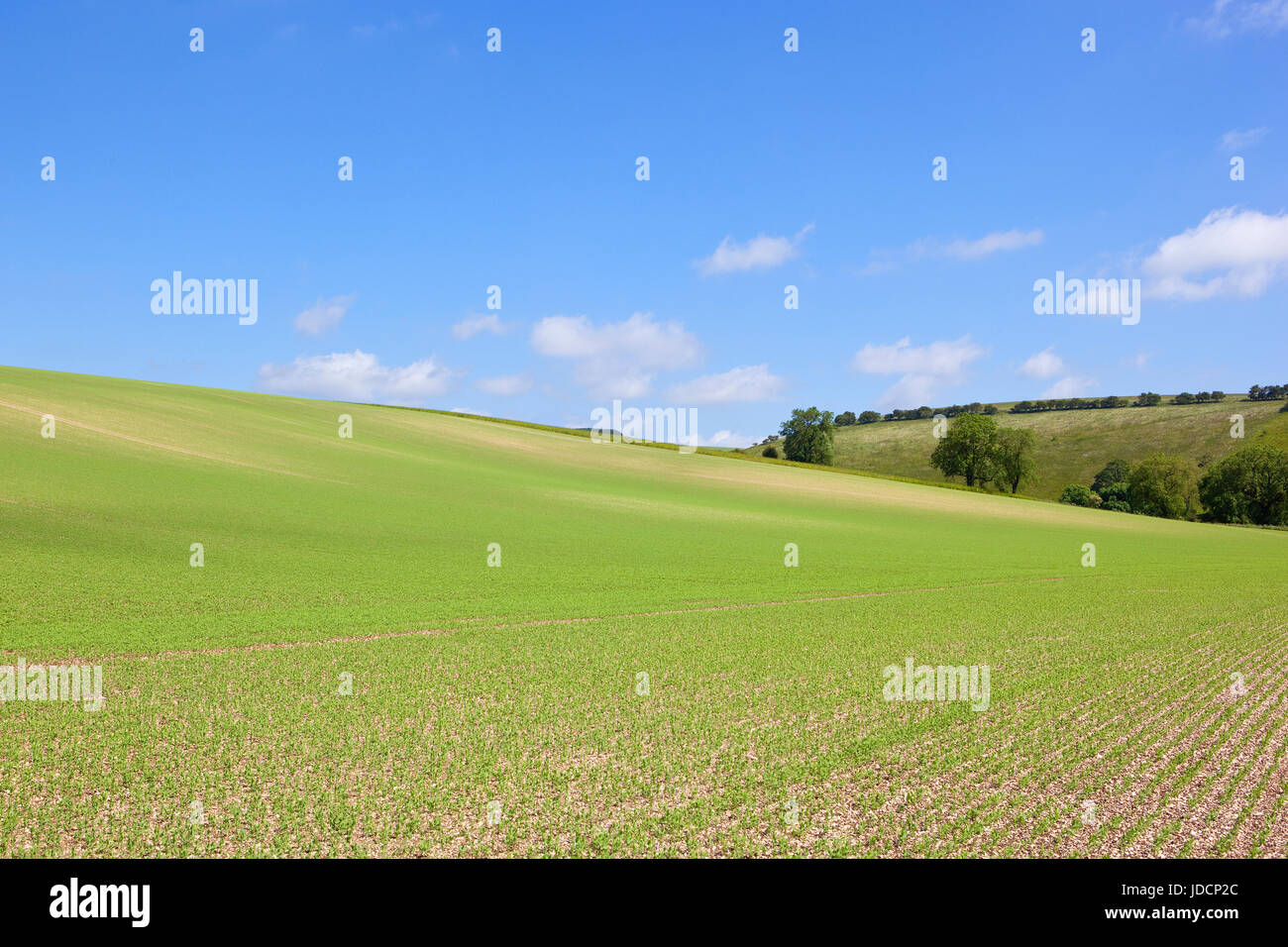 La récolte de pois sur une colline calcaire avec des arbres et des haies dans le Yorkshire Wolds sous un ciel bleu en été Banque D'Images