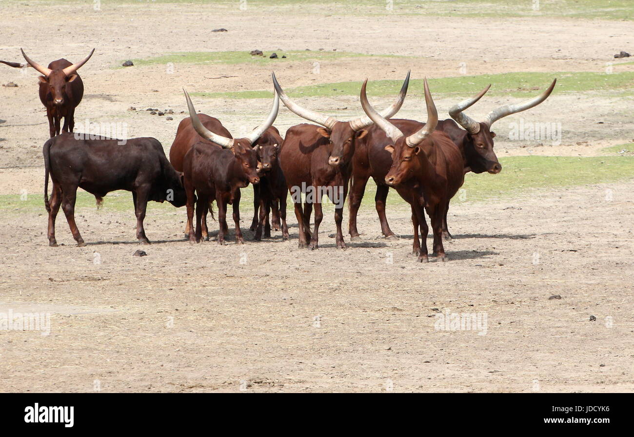 L'Afrique de pâturage des bovins Watusi (Bos taurus africanus), alias Ankole-Watusi longhorns ou Sanga les bovins. Banque D'Images