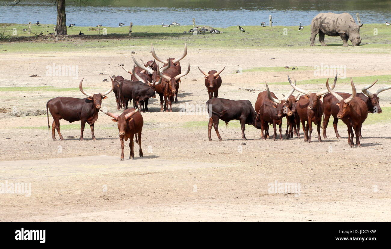 Bovins Watusi africains (Bos taurus africanus), alias Ankole-Watusi longhorns ou bétail Sanga, rhino dans l'arrière-plan. Banque D'Images