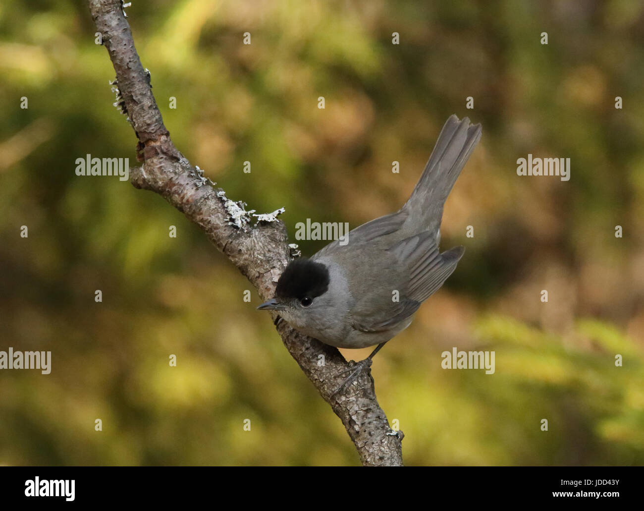 Blackcap, Sylvia atricapilla, homme, assis sur la branche Banque D'Images