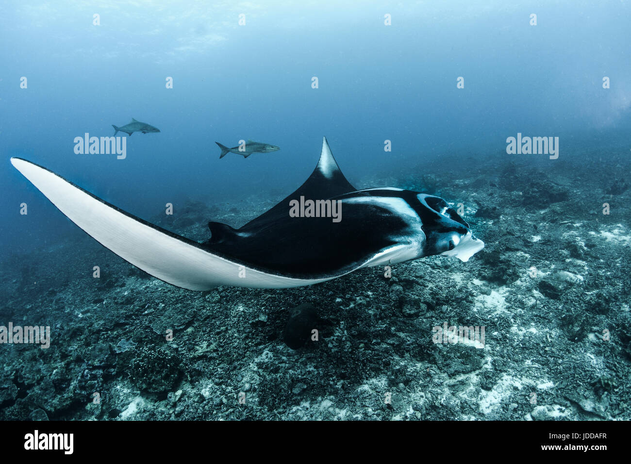 Raie Manta géante en Thaïlande, Koh Bon Banque D'Images