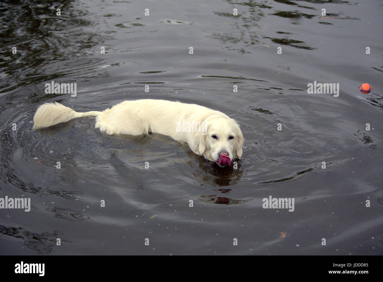 En été, les retours et les gens profitez de l'été parc Kelvingrove et un long haired retriever cools dans la fontaine Ecosse quelques captures Reid Banque D'Images En été, les retours et les gens profitez de l'été parc Kelvingrove et un long haired retriever cools dans la fontaine Ecosse quelques captures Reid Banque D'Images