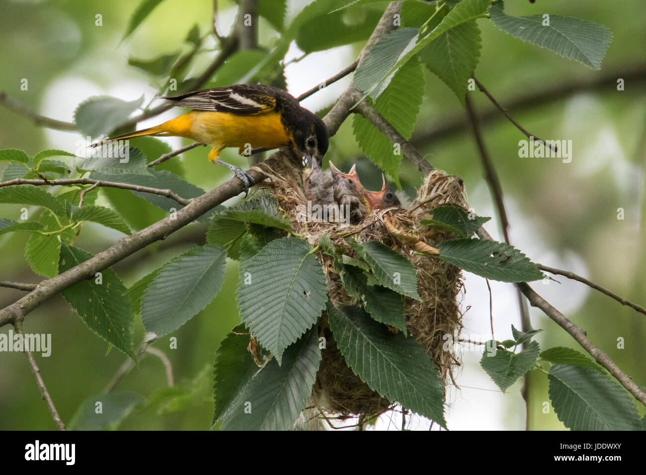 L'Oriole de Baltimore nest Banque D'Images