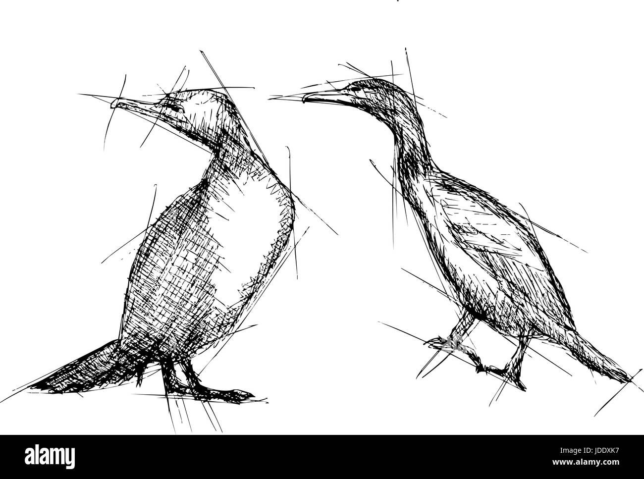 Stylo dessin vectoriel Cormorant Illustration de Vecteur