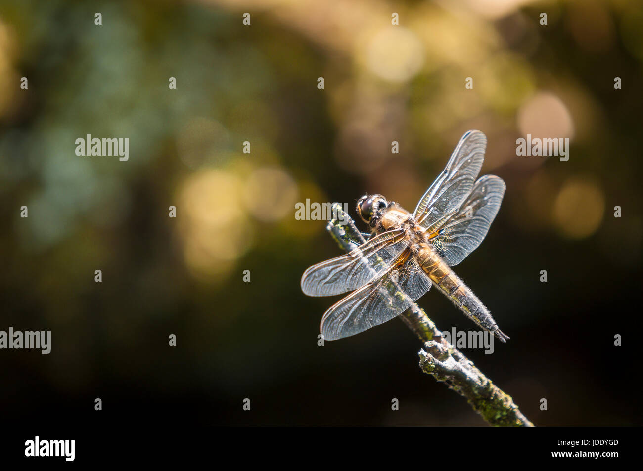 Un mâle Four-Spotted Chaser, Libellula quadrimaculata. Les Dragonfly. Banque D'Images