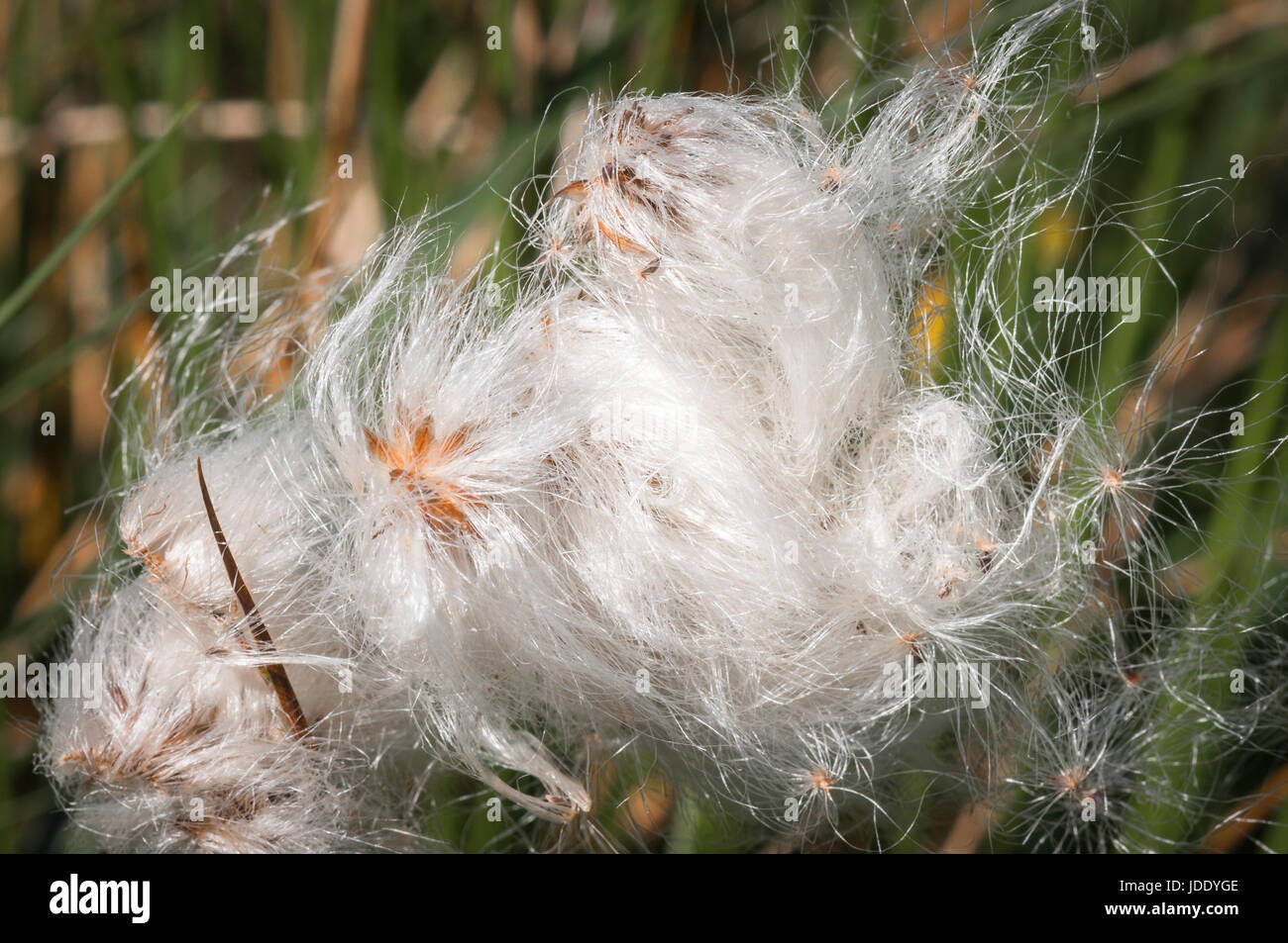 Un close up image de la linaigrette, Eriophorum, attendent le vent pour disperser les graines Banque D'Images