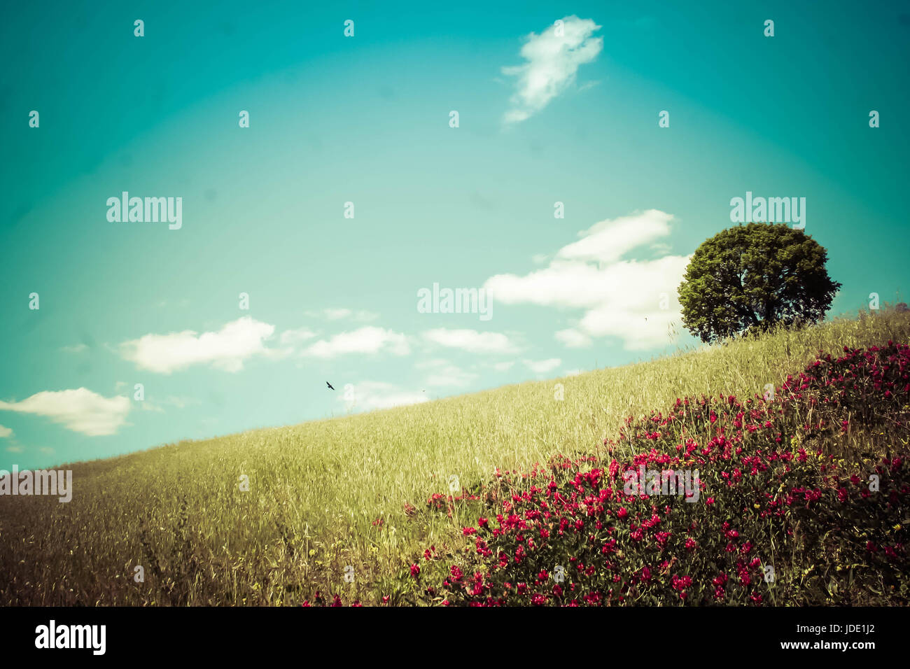 Arbre de chêne sur les collines italiennes Banque D'Images