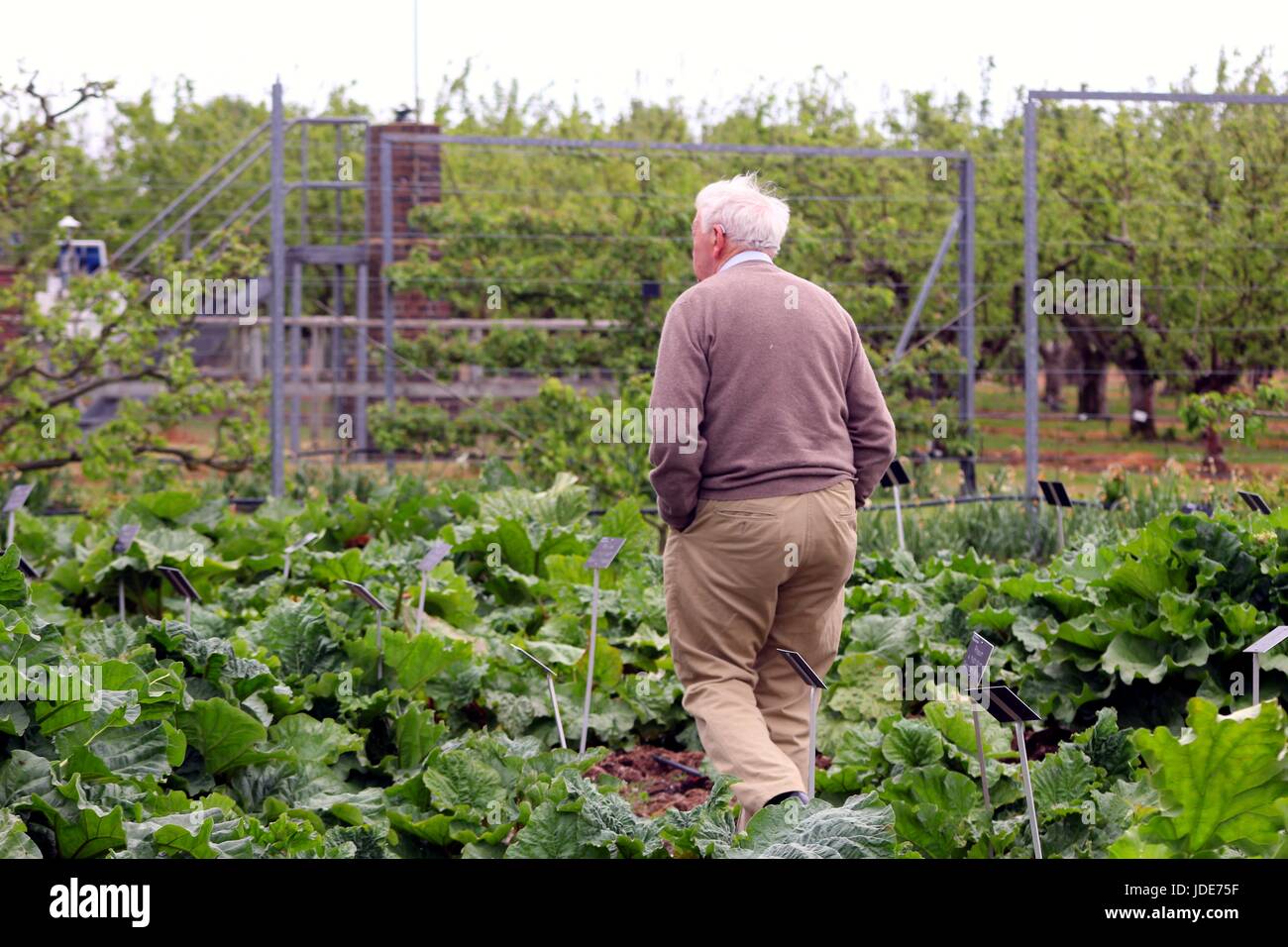 Wisley, Surrey, UK - 30 Avril 2017 : 74 ans homme marchant parmi les légumes dans un grand jardin Banque D'Images