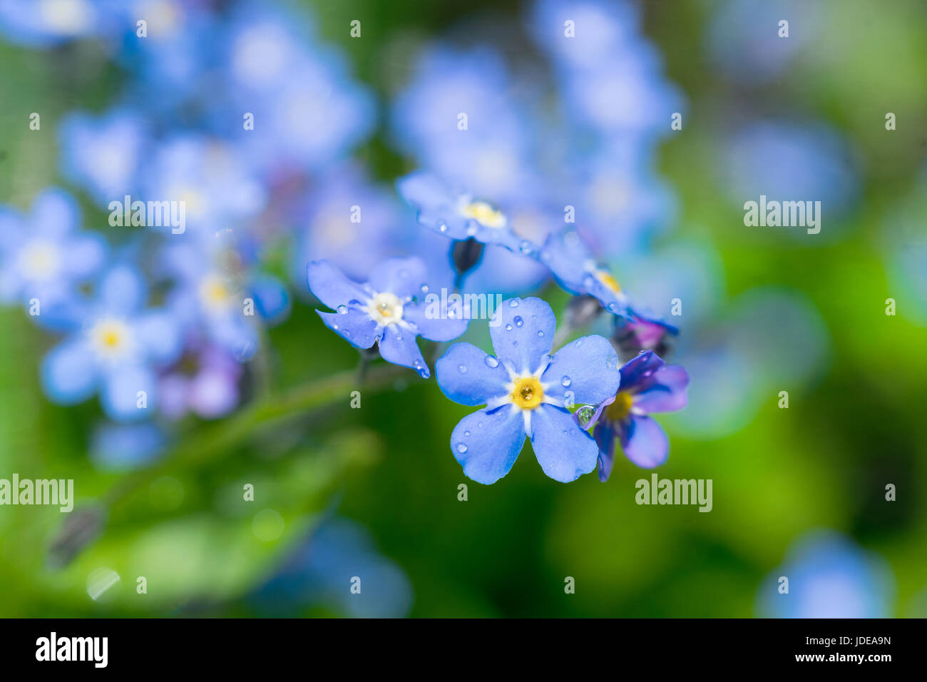 Forget-me-nots dans le jardin au printemps. Banque D'Images