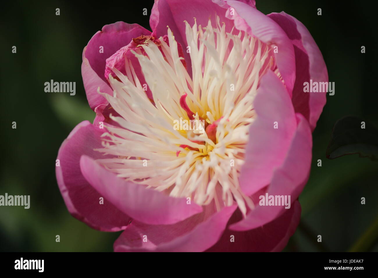 Gros plan du centre de pivoine rose rose avec étamines blanc Banque D'Images