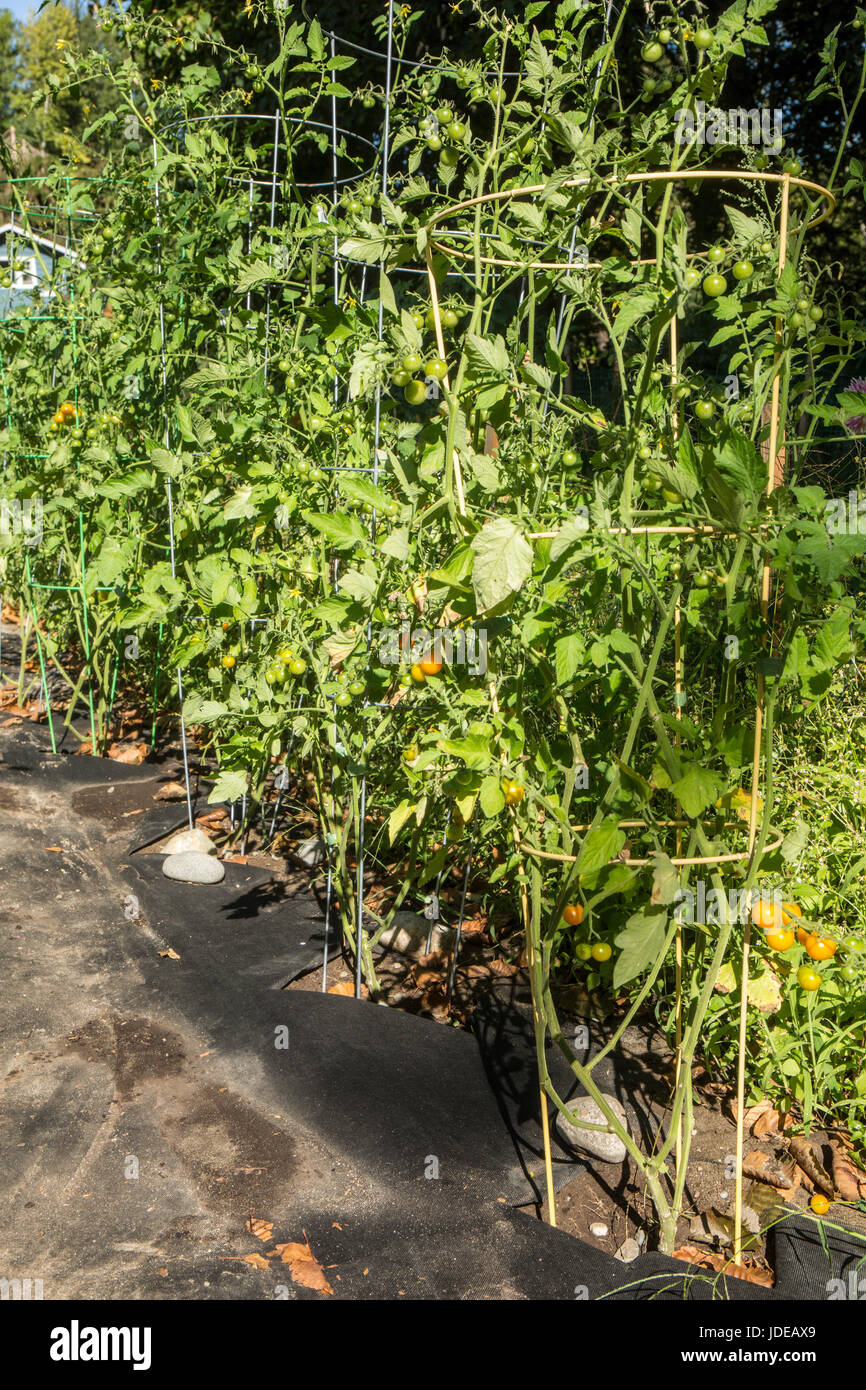 Sungold tomates cerise Tomates croissant dans une cage, avec des mauvaises herbes deterent noir paillis autour de la base et sur le chemin à côté d'eux à Bellevue, Washington, Banque D'Images