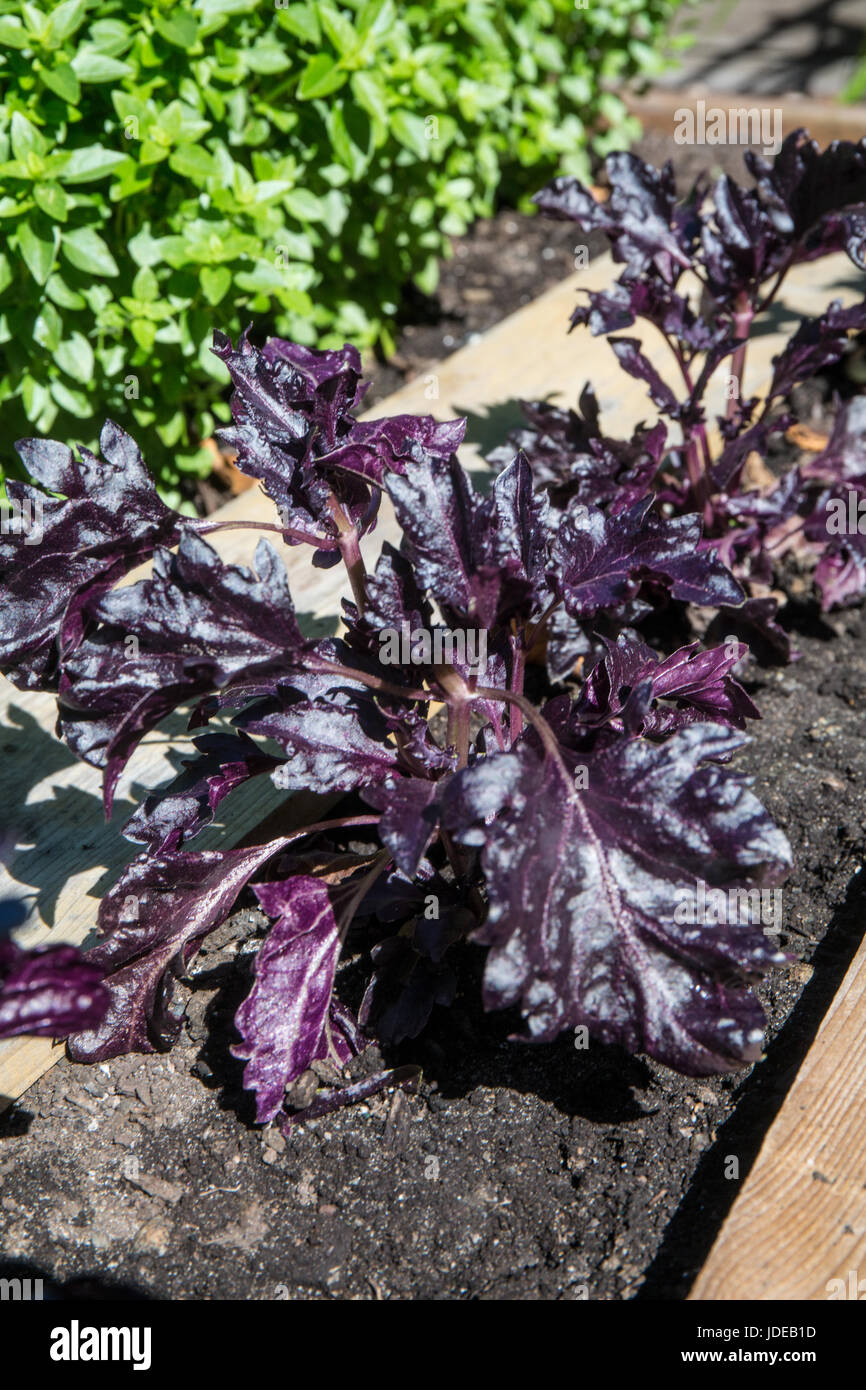 Basilic Purple Ruffles plante poussant à Bellevue, Washington, USA. Cette pigmentation est puissamment basilic feuilles lustrées et tient sa couleur pourpre, vives Banque D'Images