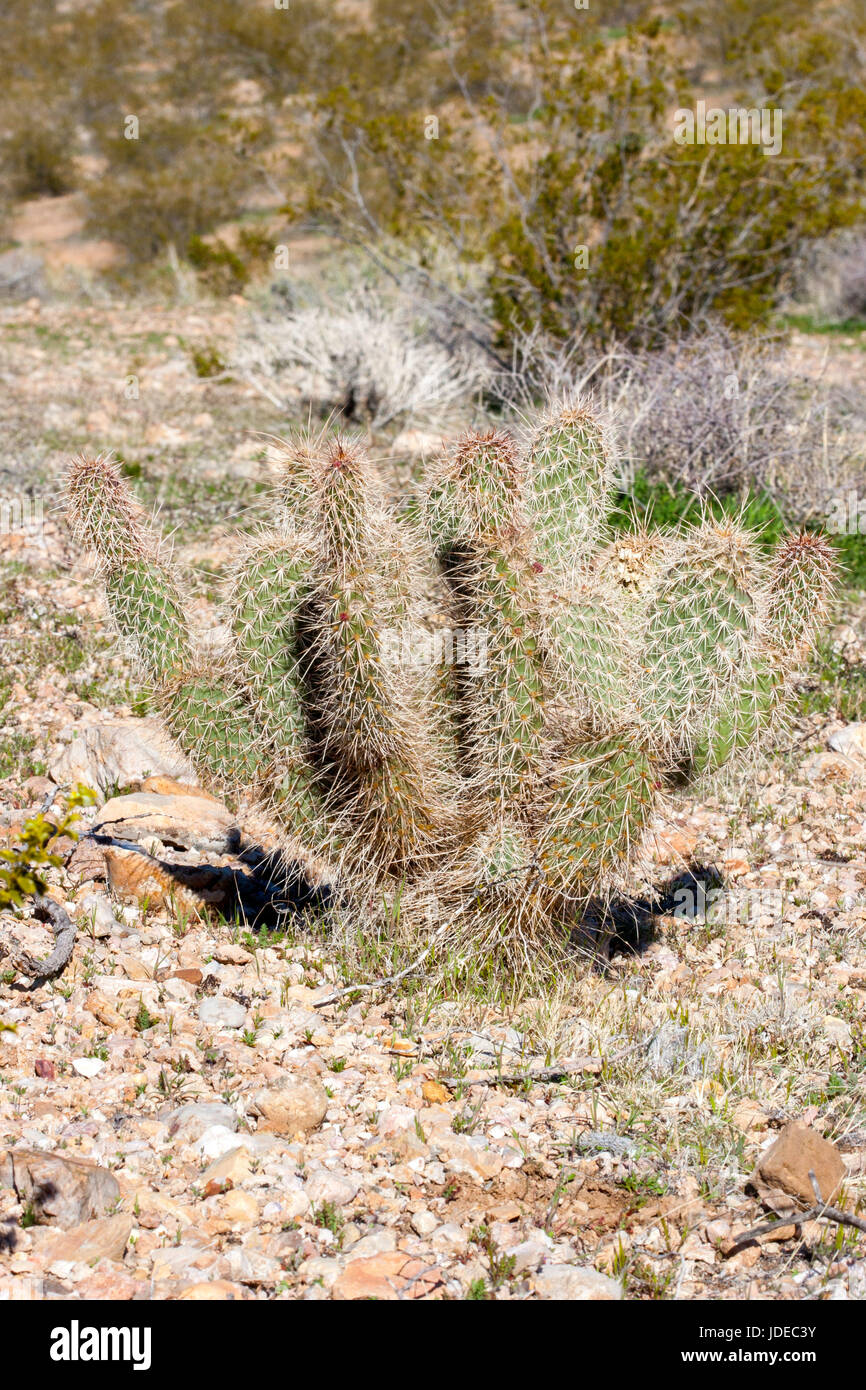 Grizzlybear figuier de barbarie Opuntia polyacantha var. erinacea Interstate 15, juste au sud de la frontière de l'Utah en Arizona. Également appelé figuier de barbarie des plaines. Banque D'Images