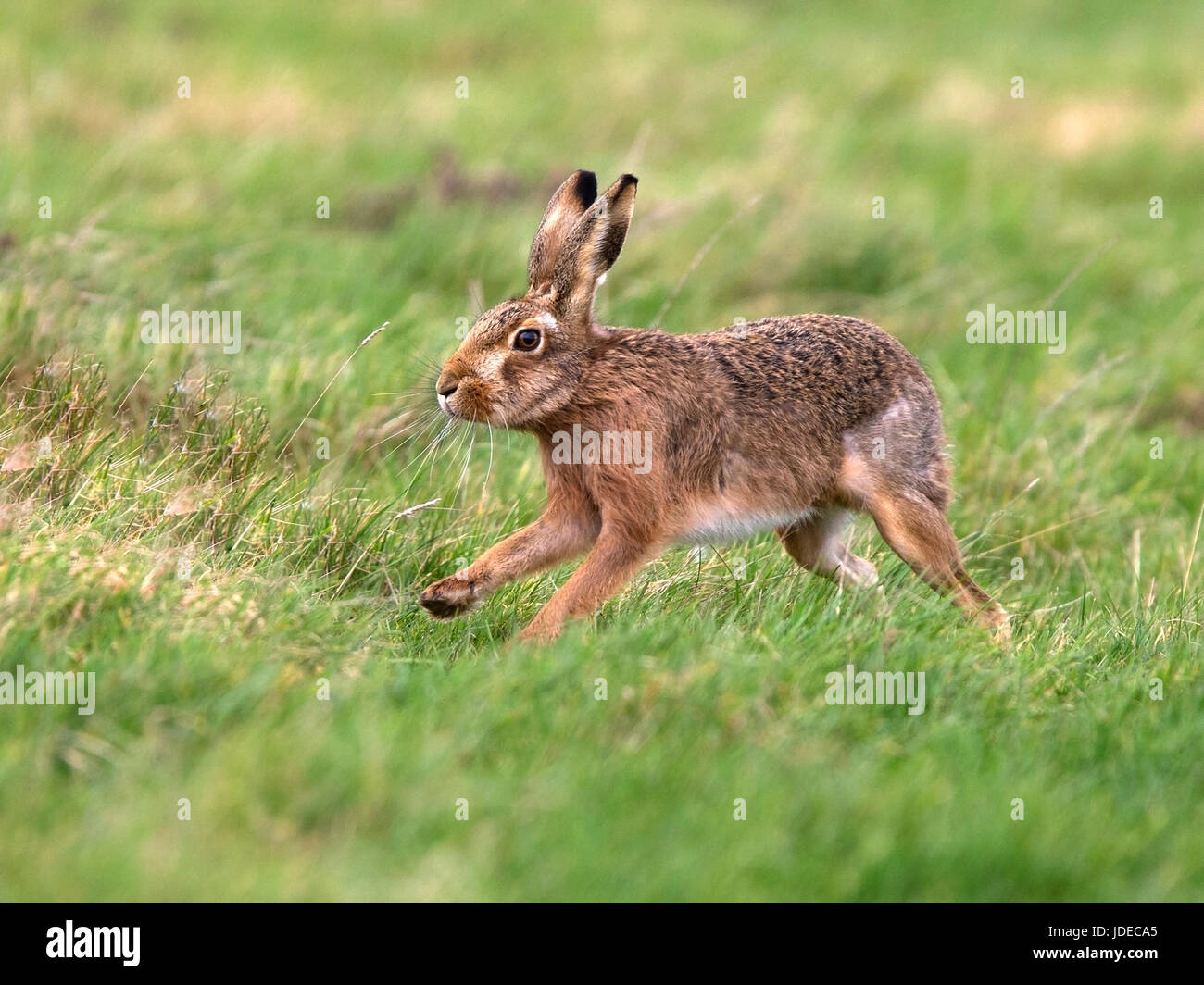 European brown hare running Banque D'Images