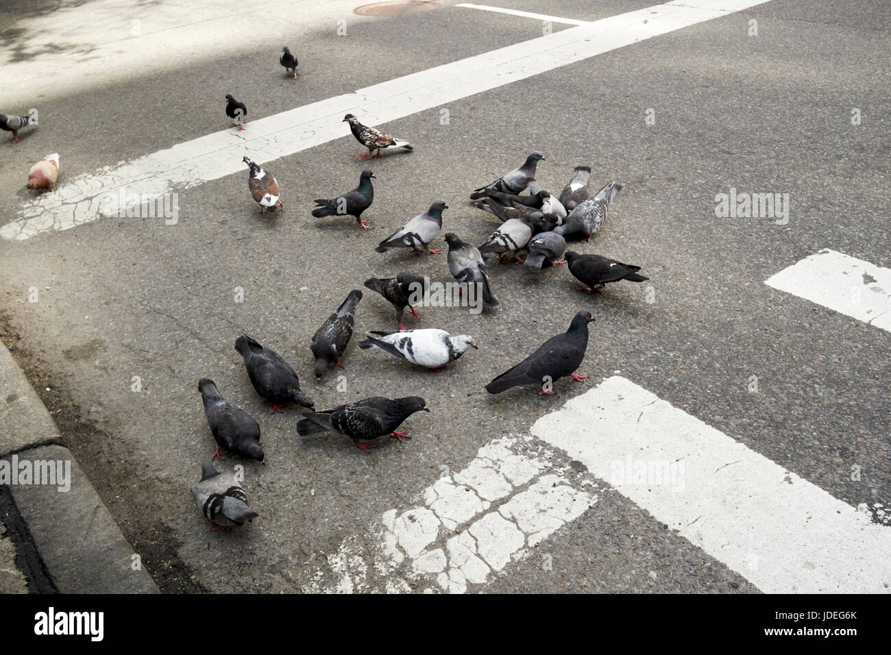 Troupeau de pigeons on city Street New York City USA Banque D'Images