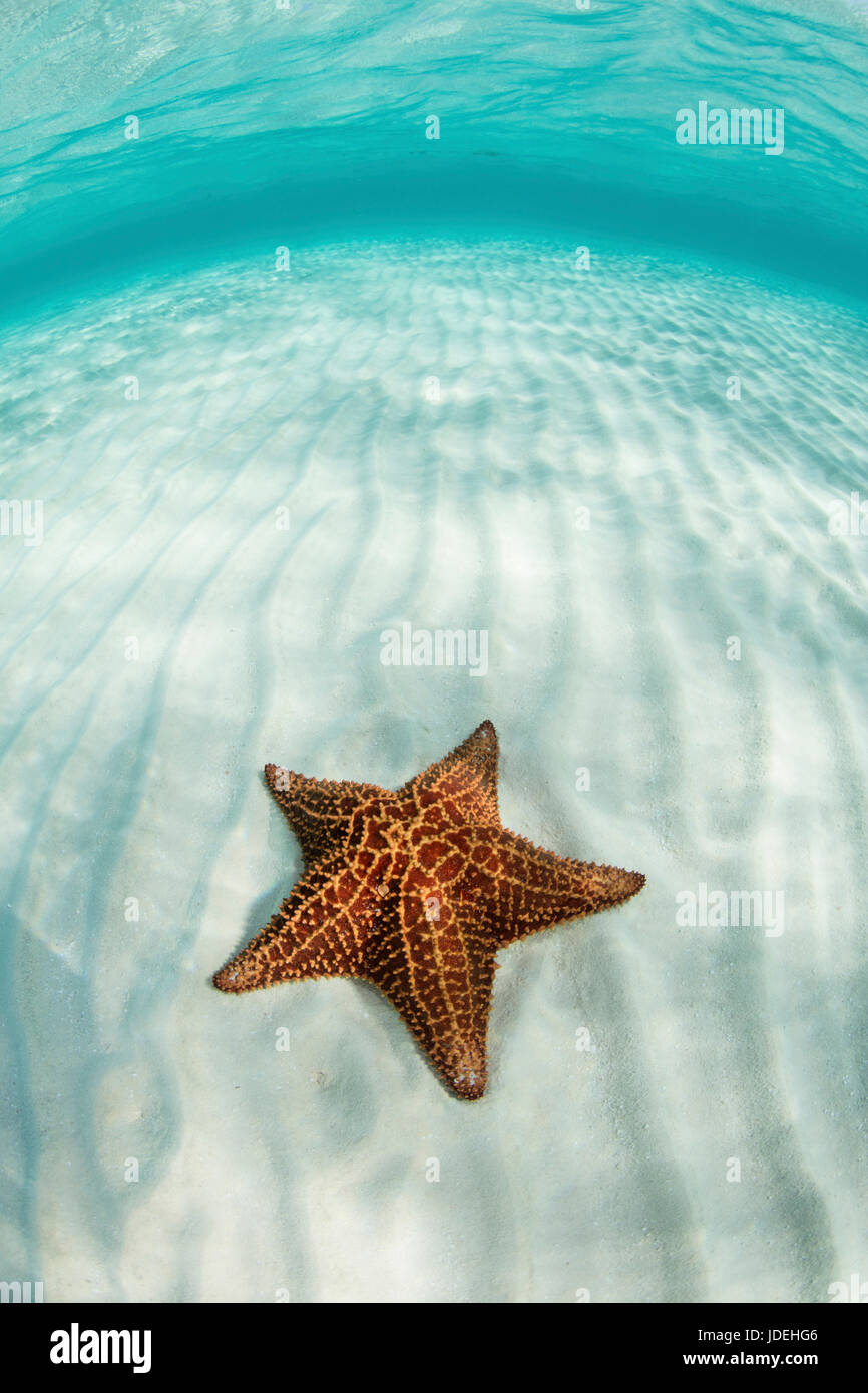 Coussin Rouge étoile de mer dans le lagon, Oreaster reticulatus, Turneffe Atoll, des Caraïbes, le Belize Banque D'Images