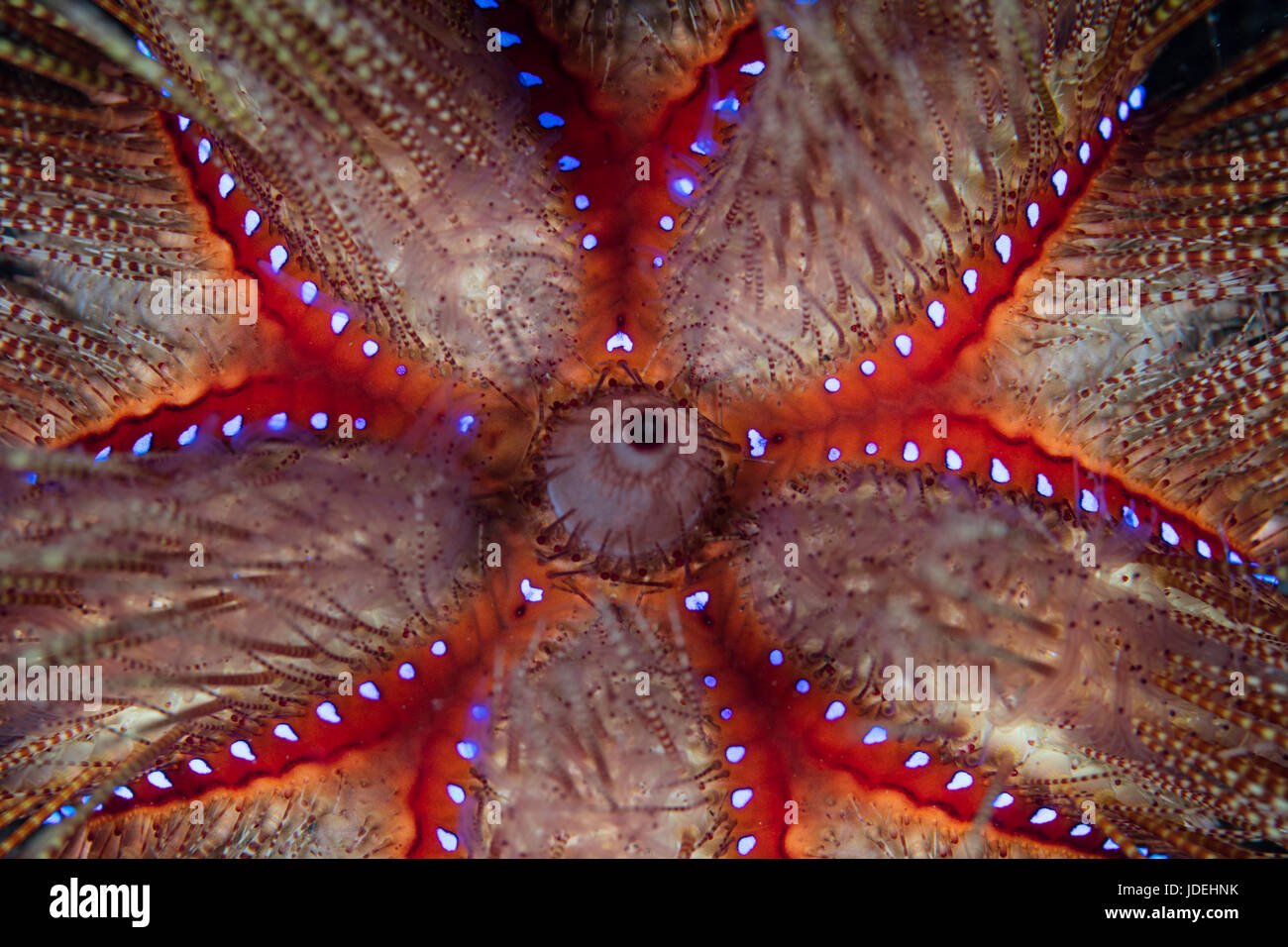 Détail d'incendie, de l'Oursin Astropyga radiata, le Parc National de Komodo, Indonésie Banque D'Images