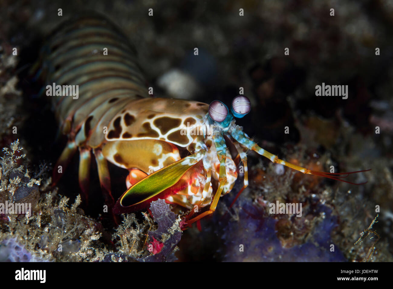 Peacock, Odontodactylus scyllarus Crevette Mantis, Raja Ampat, Papouasie occidentale, en Indonésie Banque D'Images