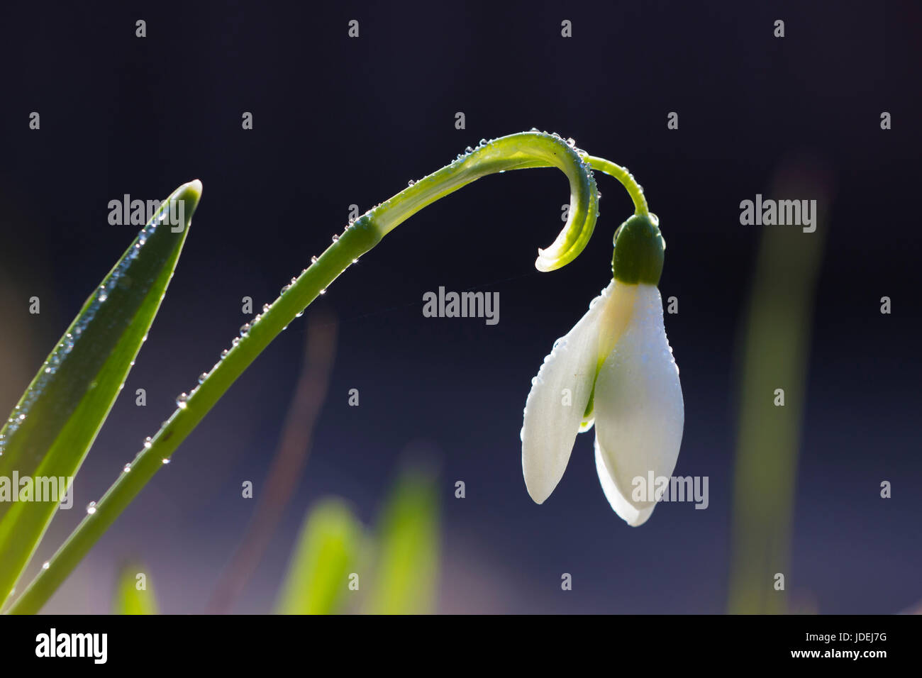 gouttes de neige Banque D'Images
