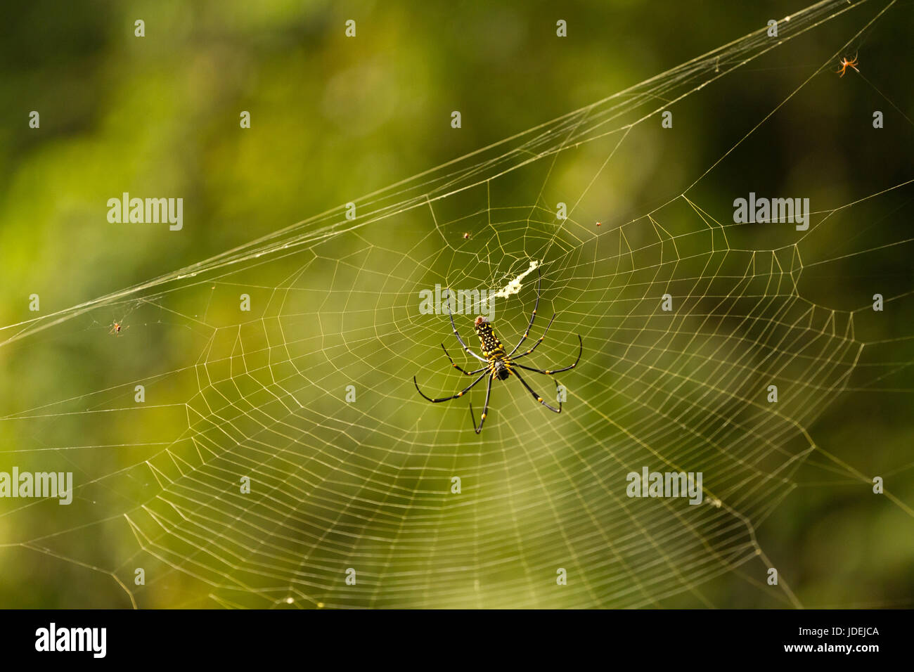 Nephila maculata, Giant plate longue-Orb Weaver, Giant Spider web sur bois Banque D'Images