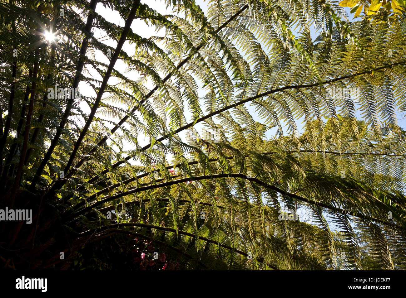 Une Star light sun burst à travers les feuilles d'une fougère arborescente Banque D'Images