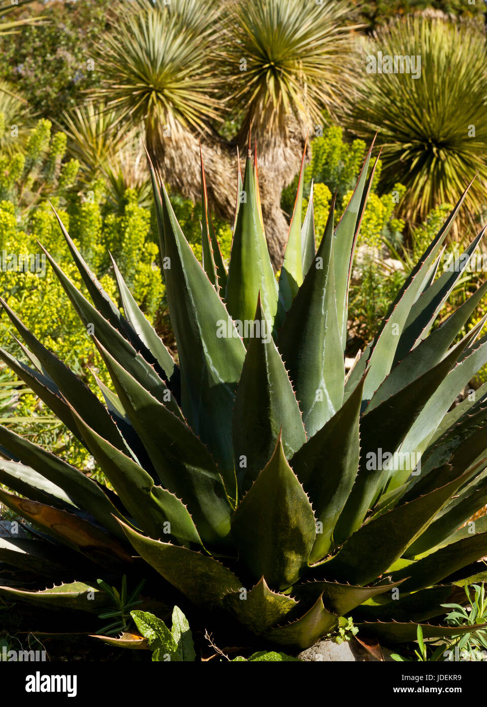 Plante d’Aloe Vera Banque D'Images