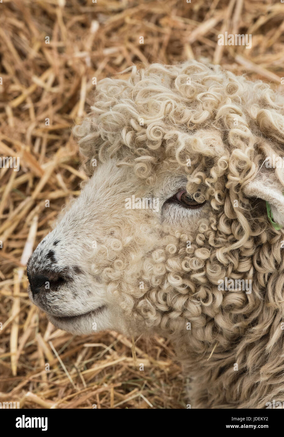 Ovis aries. Moutons Cotswold sur spectacle au Royal Show 2017 trois comtés. Malvern, Worcestershire, Royaume-Uni Banque D'Images