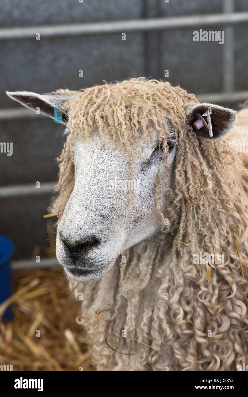 Ovis aries. Moutons Cotswold en exposition lors d'un spectacle agricole. ROYAUME-UNI Banque D'Images