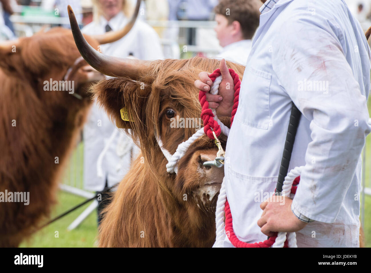 Taureau BOS. Highland Cows en exposition lors d'un spectacle agricole. ROYAUME-UNI Banque D'Images