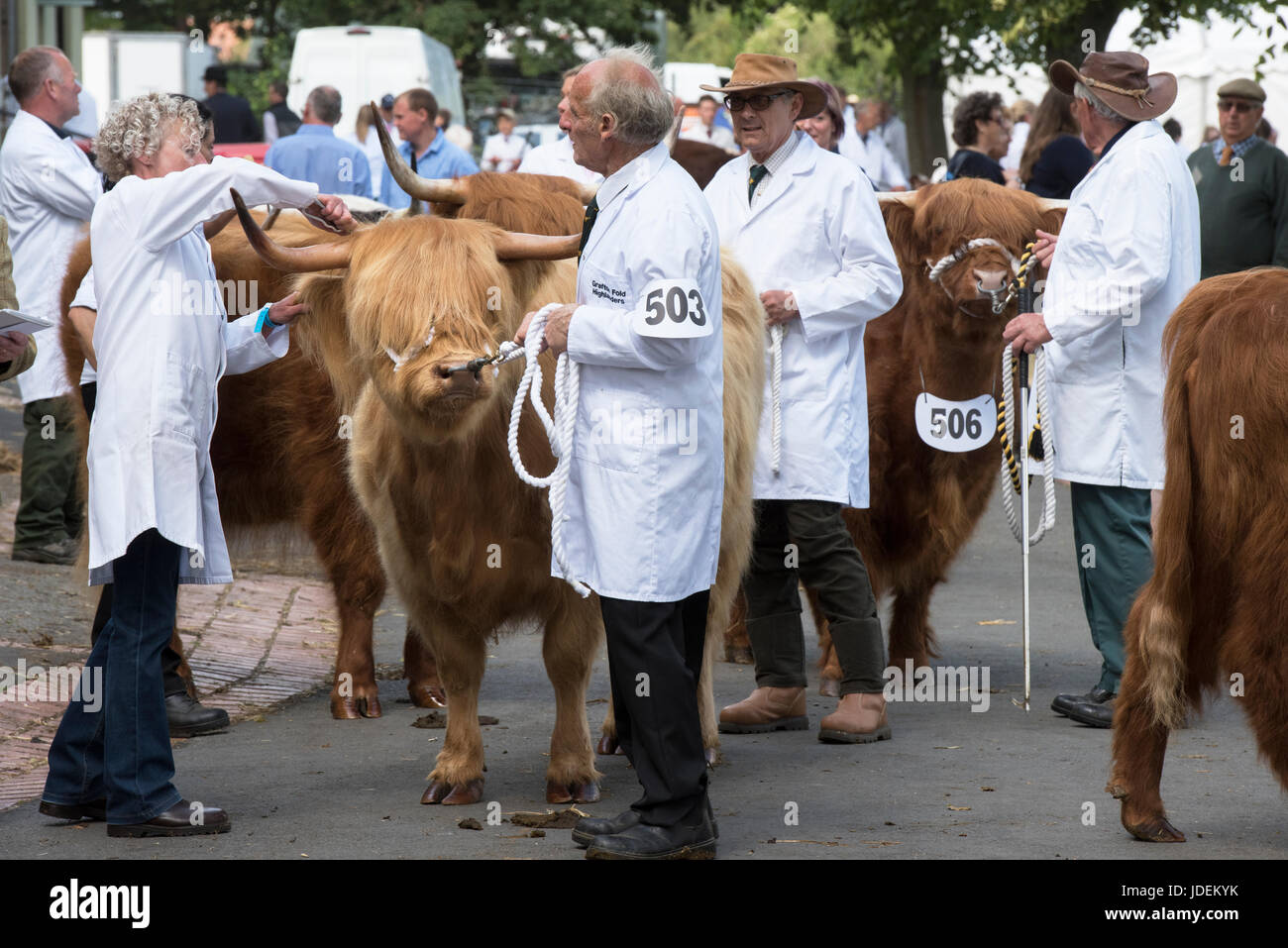 Bos taurus. Les vaches Highland sur spectacle au Royal Show 2017 trois comtés. Malvern, Worcestershire, Royaume-Uni Banque D'Images