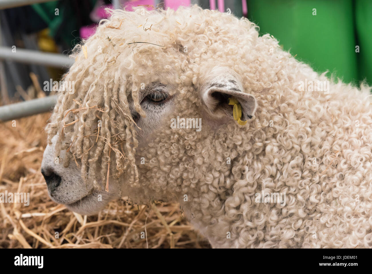 Ovis aries. Moutons à Teeswater en spectacle lors d'un spectacle agricole. ROYAUME-UNI Banque D'Images