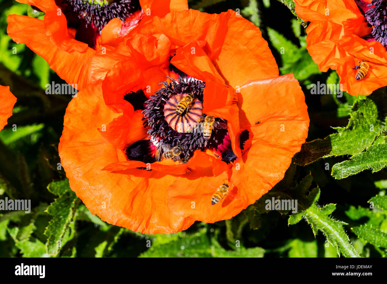 Sur l'abeille commune couleur rouge orange coquelicots en pleine floraison ; Papaveroideae ; Papaveraceae ; Salida, Colorado, USA Banque D'Images