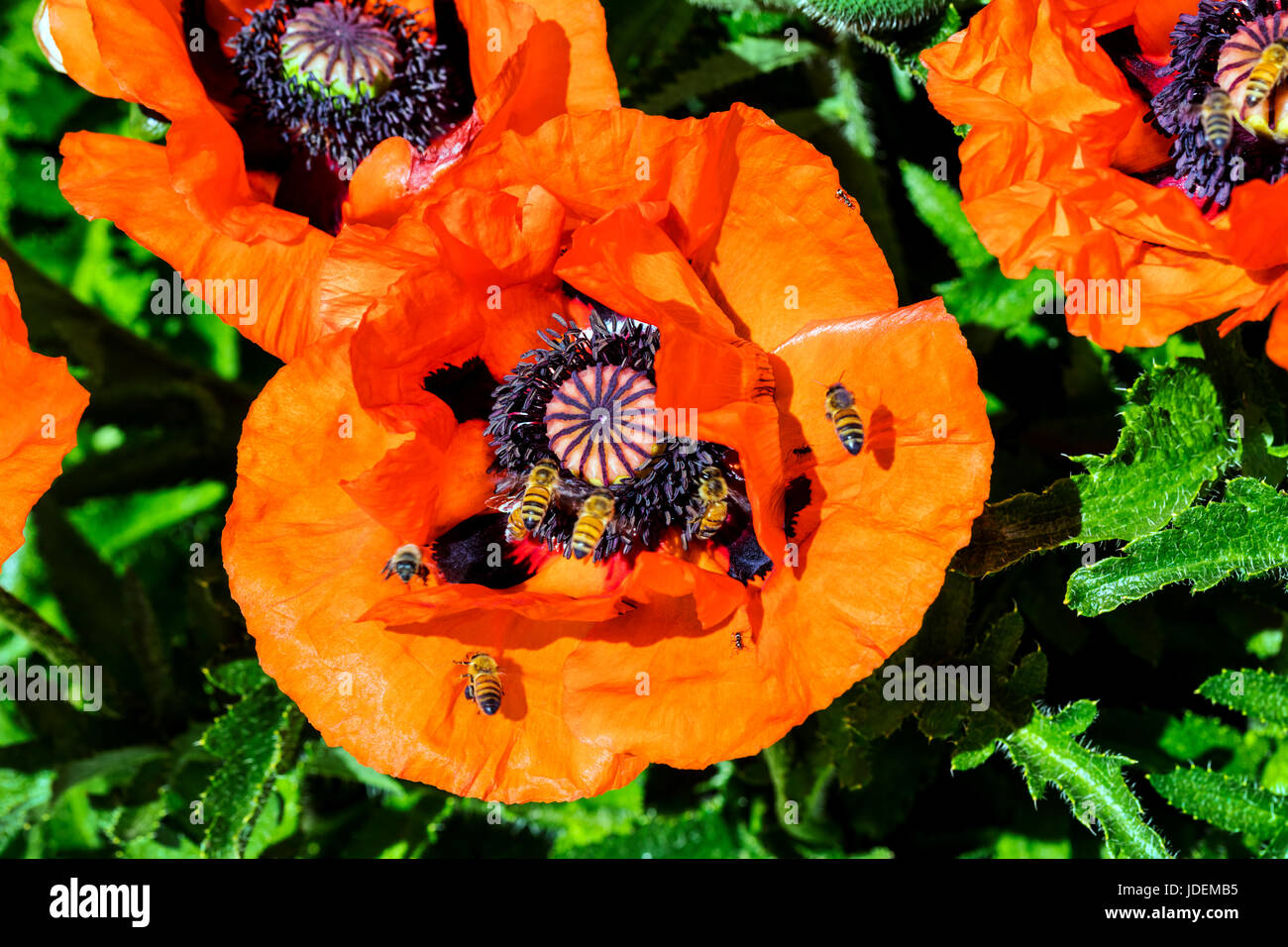 Sur l'abeille commune couleur rouge orange coquelicots en pleine floraison ; Papaveroideae ; Papaveraceae ; Salida, Colorado, USA Banque D'Images