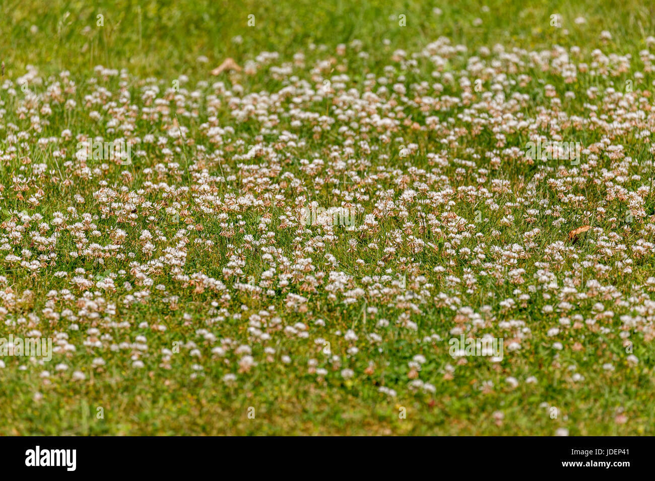 Clover la floraison au début de l'été dans une pelouse dans le sud-est de l'Angleterre, Royaume-Uni, une difficile à éradiquer les mauvaises herbes de pelouse, fleurs des prés bon pour les abeilles et les pollinisateurs Banque D'Images