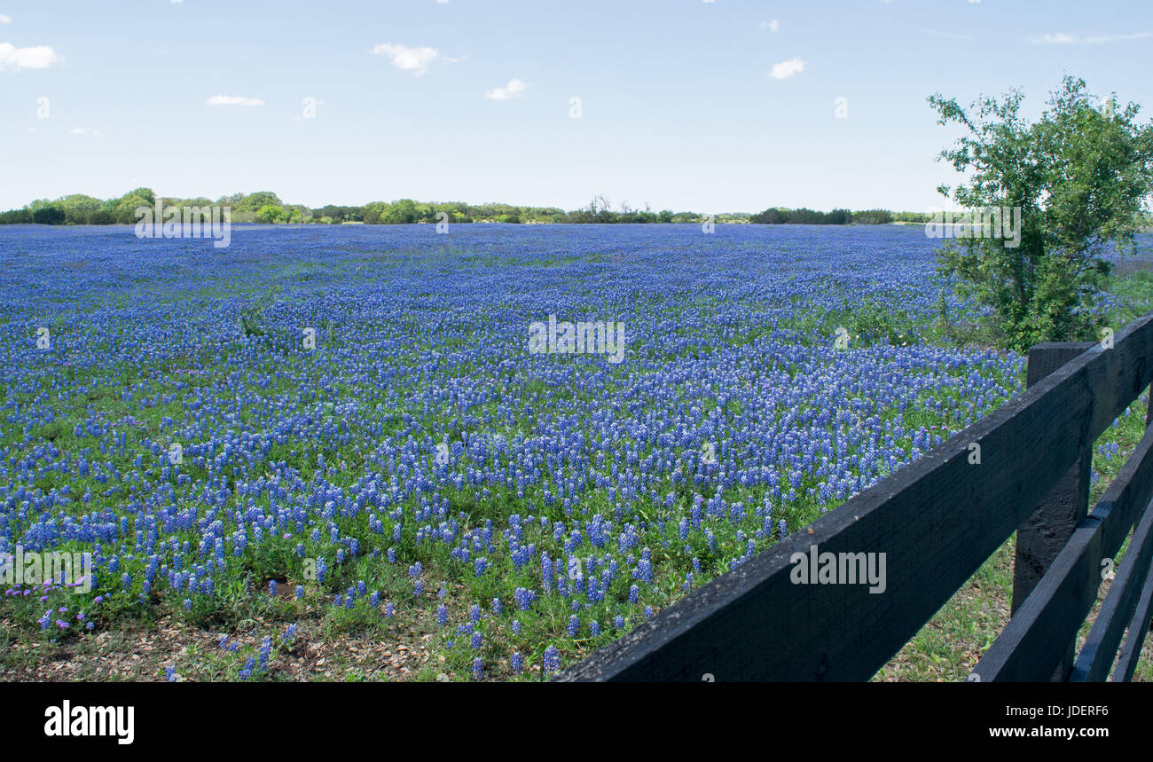 Dans le centre du Texas Champ rempli d'une mer de Bluebonnets. Banque D'Images