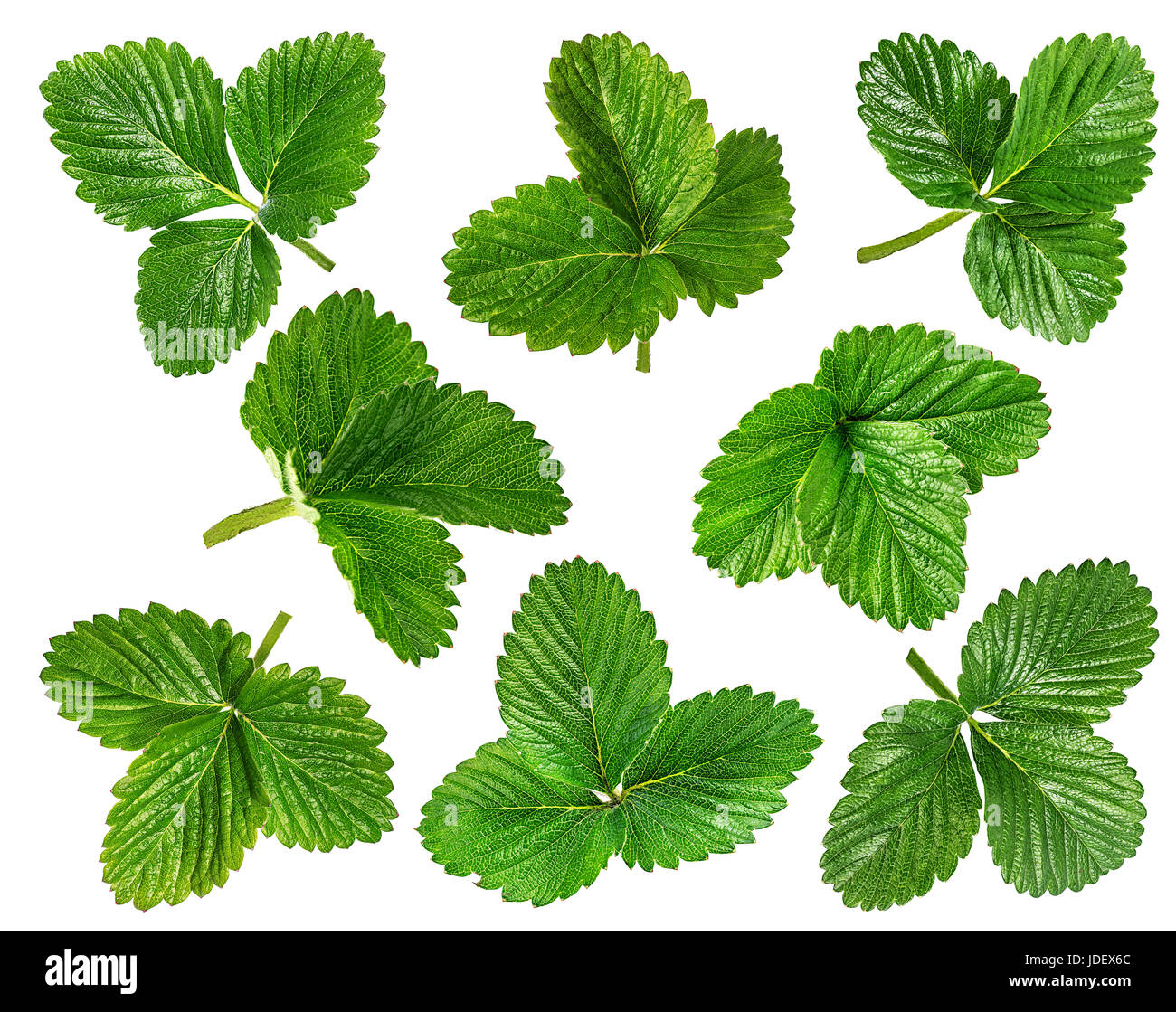 Feuilles de fraisier isolé sur fond blanc Banque D'Images