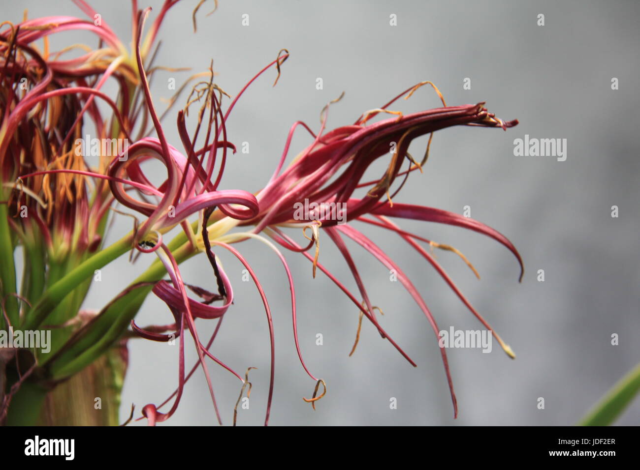 Fleurs Banque D'Images